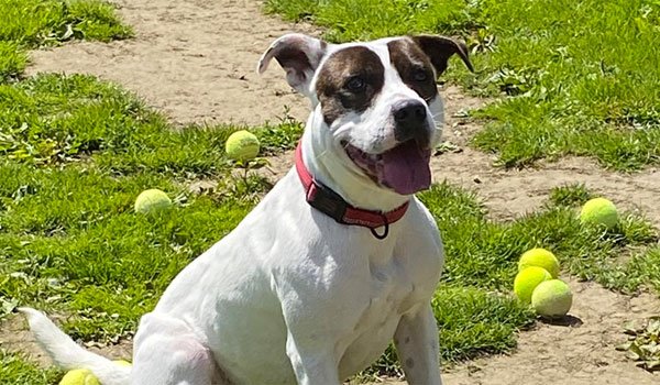 Bradley, one of the dogs at Linbee Dog Rehoming, surrounded by tennis balls donated by Pocklington Tennis Club